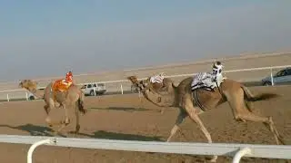 الشوط 9(الذيبه) ل  قنازل محمد نخيره العفاري توقيت 09:32