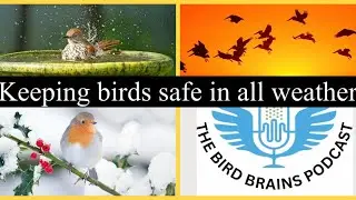 Climate control: Keeping birds safe in all weather climates. Episode 38