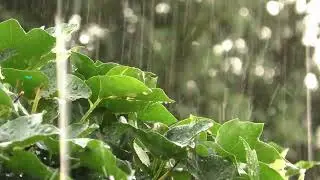 Cafe Times -Romantic love songs - Romantic Melody- Deep Love Guitar Mix - Music forever 🎶🎶🎭 🎵