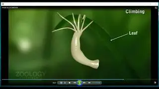 HYDRA & LOCOMOTION HSC ZOOLOGY