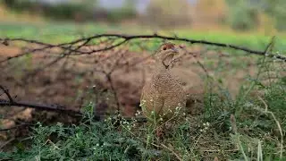 teetar ki baby 🐥#birds #viralvideo #video #trindingvideo #trinding #teetarbird