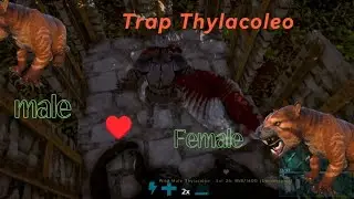 Tame a pair of Thylacoleo in a trap #ark #arksurvivalevolved #thylacoleo #arkmobile 
