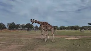 Ultimate Dubbo Adventure! 🦁🐘 Exploring Taronga Western Plains Zoo