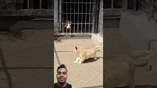 #tiger #lioncubs #lion #animals #dog #shortvideo #cutecub #bigcats
