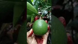 green orange 🍊 #fruit #garden #nature