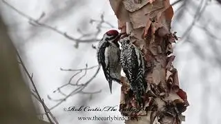 YELLOW BELLIED SAPSUCKERs feeding.  Sphyrapicus varius