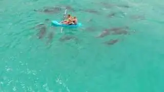 Dolphins circling kayak at Binalong Bay - Tasmania