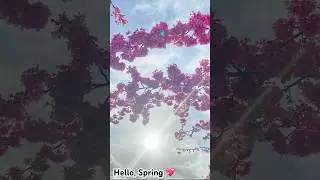 Hello, Spring.. 💖 , New Zealand 🇳🇿