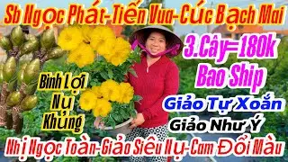 18/01☎️ 0333821029 ☎️🌴Mai vàng chơi tết 70k🌴giải cứu cúc mâm sôi-giảo như ý-sB Sài Gòn-bạch mai thái