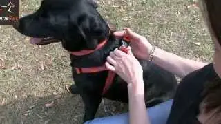 Step-In Harness