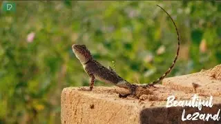 beautiful Lizard photo | Duniya Ke sabse Khubsurat chhipkali | Nature Short & Video HD (1080p)
