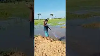 Countryside fishing net 🐠 🇰🇭 #shorts #fishing #countryside