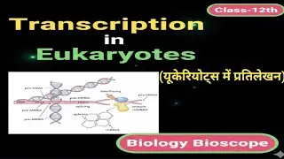 Eukaryotes में ट्रांसक्रिप्शन कैसे होता है? | Class 12th | Biology Bioscope