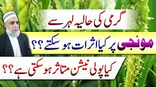 What are impacts of Rising temperature on pollination of Rice crop || Crop Reformer