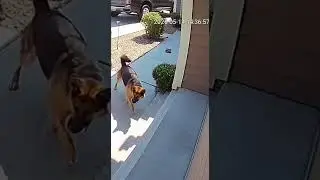 Hero Dog Saves Delivery Driver from Deadly Snake! #short