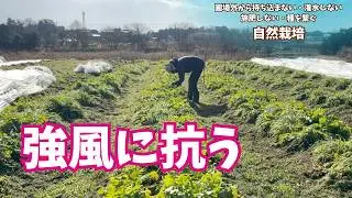 【生産者のリアル】休み返上、風が強くなる前に。お客様の『今すぐ欲しい』のために収穫作業【#食べチョク】