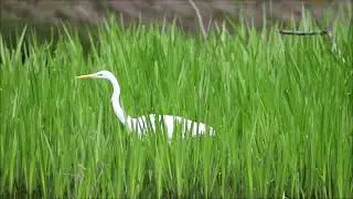 Большая белая цапля охотится. (лат. Ardea alba)/ White heron.