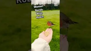 Woman Develops Amazing Bond With Wild Robin #BirdLovers #Birdwatching #Birds