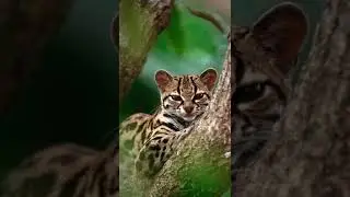 #shorts Worlds Cutest Dangerous Margay and Occilus🐯