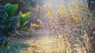 Morning Bird Meditation - 1 Hour Video