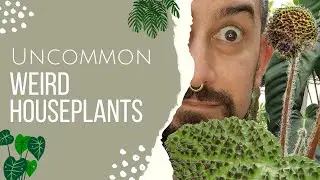 Uncommon Weird Houseplants | Unique Plants to add to your collection | Not the usual aroids