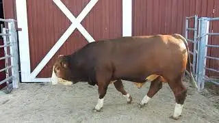 31898 Pentagon PP av Morken