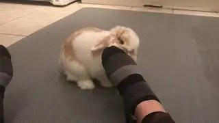 Bunny chinning means I love you!