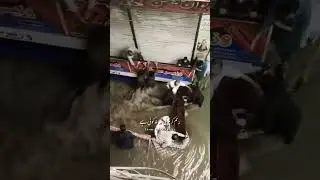 flooding in Pakistan today #viral #flood#floods #floodrelief #floodsinpakistan #food