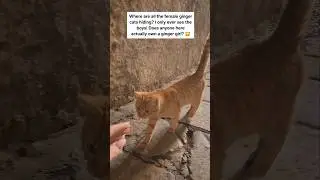 have you seen a ginger girl 🐈?