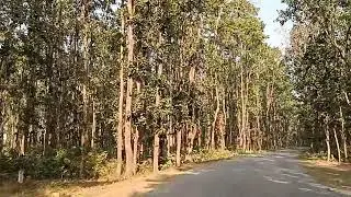 _सागवान का _घना _जंगल @viralhog @TopViralTalentYT @Kimiforest