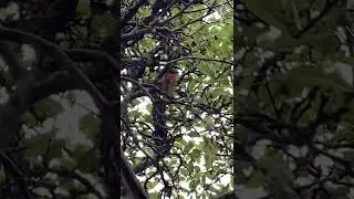A robin red breast singing #birds