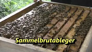 Sammelbrutableger