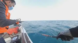 Tanigue | Jigging in Qatar