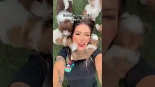 loja de filhotinhos (Shih Tzu)
