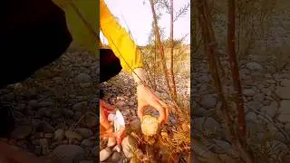Finding yellow agate
