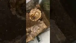 Feeding all the t&rsquo;s!! #beautiful #tarantulasoftheworld #tarantula #tarantulashorts