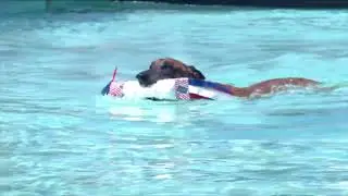 Dog Sports: Dog Diving and Dock Jumping Competition