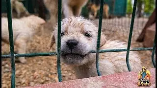 TOP #55: What are Puppy Mills and How to Avoid Them