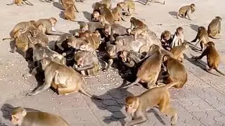 kondagattu anjanna kothulu(1)