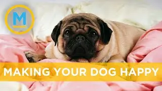 Is it safe to interact with my dog during self-isolation? | Your Morning