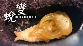 《蛻變 Metamorphosis》