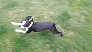 Boston Terrier Puppy Would Rather Play Than Potty