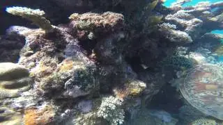 23.-25.04.2015  Advanced Tauchkurs mit CDC auf der Kangaroo Explorer am Great Barrier Reef