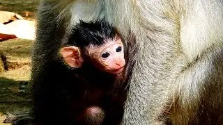So Cute Face Newborn Jayden! Second Adorable Monkey Jayden and Janna!