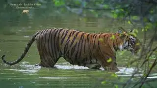 Beautiful tigress Maya, Tadoba