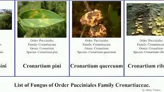 List of Fungus of Order Pucciniales Family Cronartiaceae. cronartium pan josh pini flaccidum House