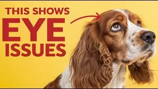 This Shows Your Dog Might Have Eye Issues