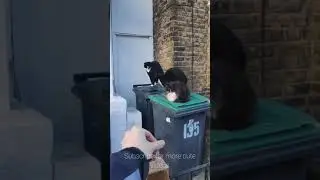 Fluffy Cat Street Gang!