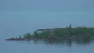 wolf out on the spit 8/5/2018