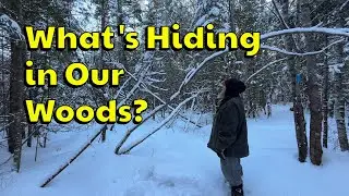 Expanding into the Woods | Life Off Grid in Maine